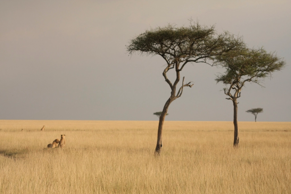 Tierras de Kenia
