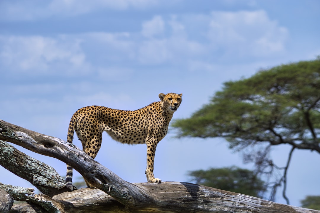 Tierras de Tanzania